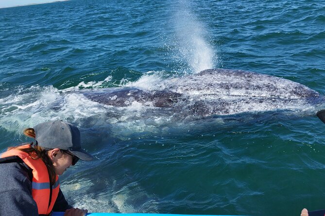 Full Day Gray Whale Watching Experience - Quick hits you’ll care about