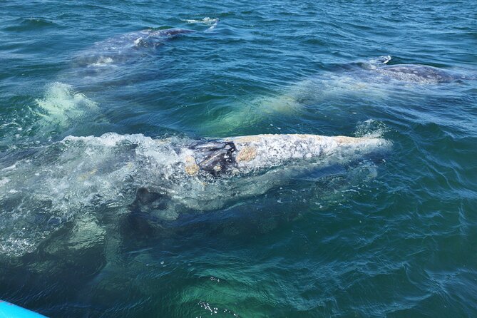Full Day Gray Whale Watching Experience - La Paz to Puerto Chale: a long morning that usually pays off
