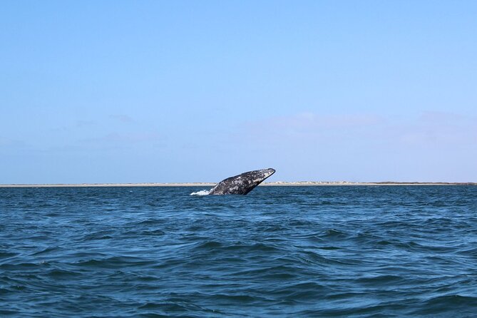 Full Day Gray Whale Watching Experience - Two hours with gray whales: what respectful viewing really means