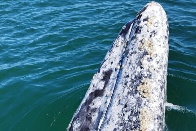 Full Day Gray Whale Watching Experience - Boarding the panga: mangroves, dolphins, and the ride to the sighting zone