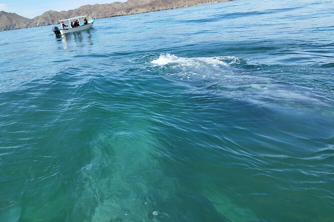 Full Day Gray Whale Watching Experience - Lunch at Puerto Chale: fuel for the ride back to La Paz