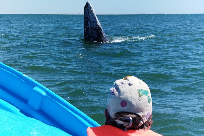 Full Day Gray Whale Watching Experience - Guides and group size: why the vibe feels different than a big bus tour