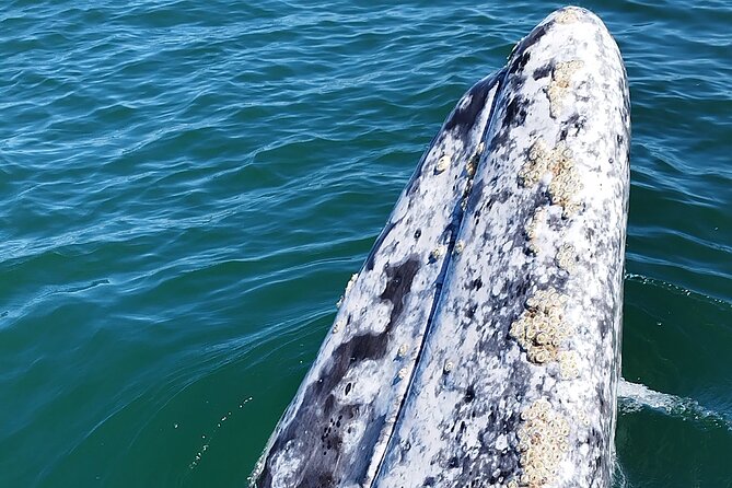 Full Day Gray Whale Watching Experience - Boarding the panga: mangroves, dolphins, and the ride to the sighting zone