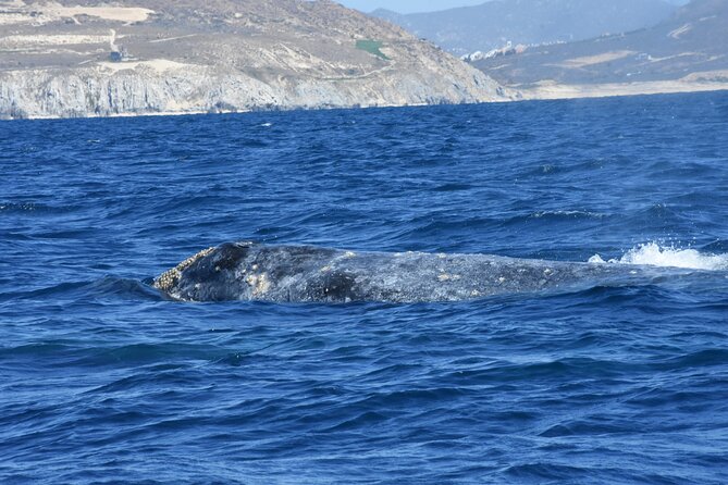 Full-Day Gray Whale Watching tour from Cabo to Mag Bay - A long day for gentle giants: how this trip really feels