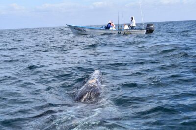 Full-Day Gray Whale Watching tour from Cabo to Mag Bay - Puerto Chale morning: why 6:00 am makes sense