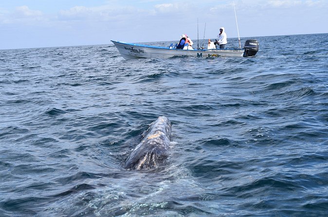 Full-Day Gray Whale Watching tour from Cabo to Mag Bay - Puerto Chale morning: why 6:00 am makes sense