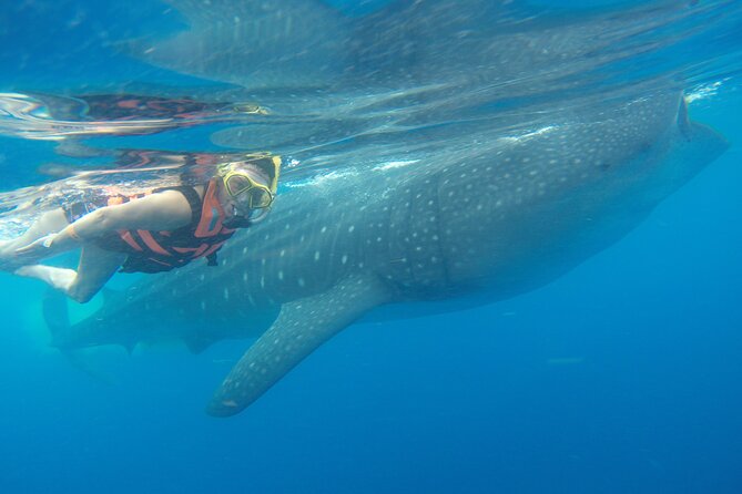Full-Day Whale Shark Tour Puerto Morelos with Pickup and Lunch - Key takeaways before you go
