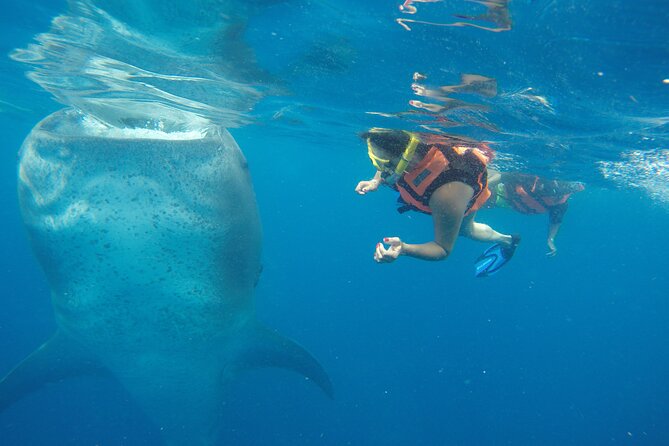 Full-Day Whale Shark Tour Puerto Morelos with Pickup and Lunch - Why Isla Contoy Makes This Whale Shark Day Feel Special