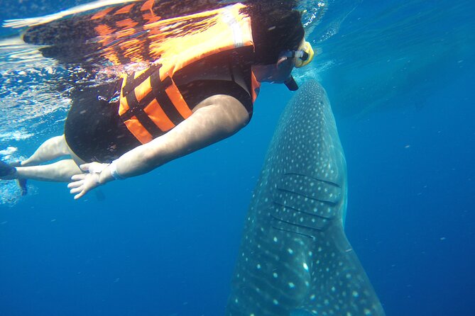 Full-Day Whale Shark Tour Puerto Morelos with Pickup and Lunch - Price and the Real Cost: $175 Plus $30 Cash at the Port
