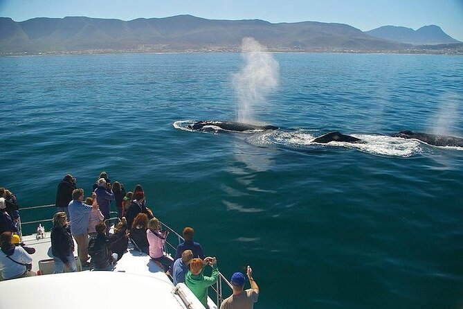 Full-Day Whale Watching and Wine Region Experience from Cape Town - Key points to know before you go