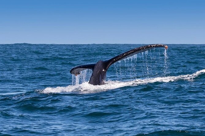 Full-Day Whale Watching and Wine Region Experience from Cape Town - How the day works: early Cape Town pickup and a whale-first plan