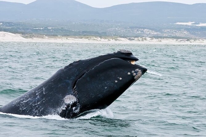 Full-Day Whale Watching and Wine Region Experience from Cape Town - Should you book this whale-and-winelands day?