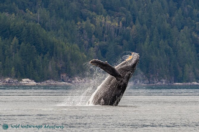 Full Day Whale Watching Campbell River - Key Things That Make This Whale Watching Day Work