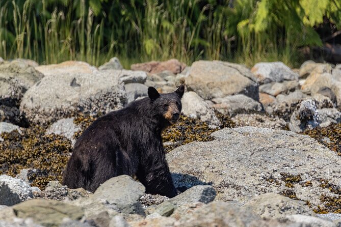 Full Day Whale Watching Campbell River - Lunch on an Island: Picnic Beach Energy or Dockside Convenience