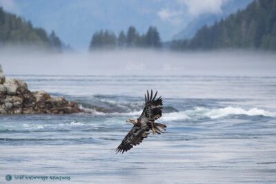 Full Day Whale Watching Campbell River - The Real Flow of the Day: 9:00 am Start and an 8-Hour Wildlife Search
