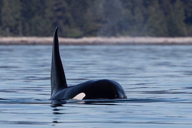Full Day Whale Watching Campbell River - Zodiac Gear and Comfort: What’s Included (and What That Means)
