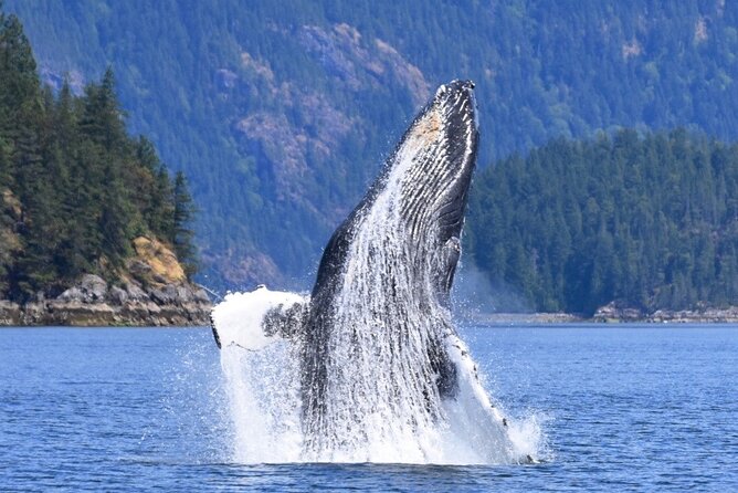 Full Day Whale Watching Campbell River - Should You Book Full Day Whale Watching from Campbell River?