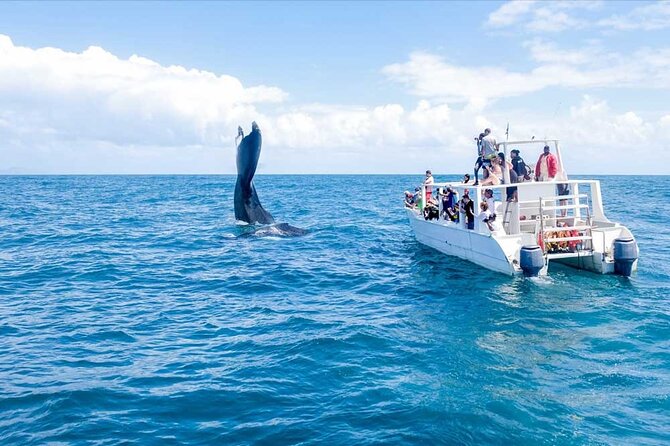 Full-Day Whale Watching Tour in Samana Bay from Cabeza de Toro - Key things to know before you go