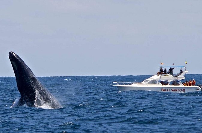 Full-Day Whale Watching Tour in Samana Bay from Cabeza de Toro - Cayo Levantado: beach time on Samaná’s classic island