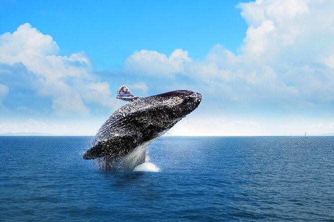 Full-day Whale watching Tour in Samana Bay from Punta Cana - (from Punta Cana, 7:00 am start)