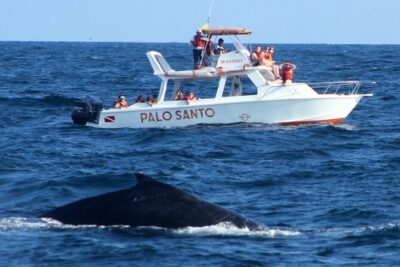 Full-day Whale watching Tour in Samana Bay from Punta Cana - From Punta Cana Pickup to a 7:00 am Start: How the Day Really Moves
