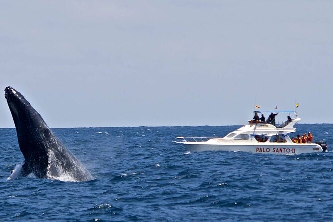 Full-day Whale watching Tour in Samana Bay from Punta Cana - Price and Value: Is $150 Worth It for a Full 8-Hour Day?