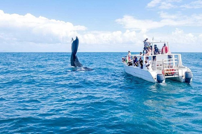 Full-day Whale watching Tour in Samana Bay from Punta Cana - Who Should Book This Samana Bay Whale + Beach + Falls Tour