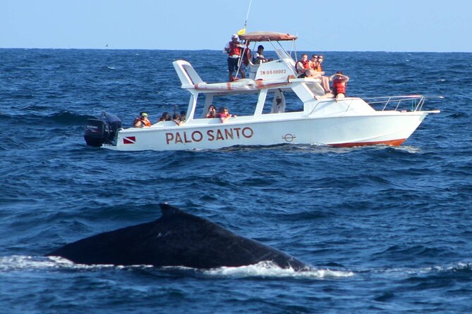 Full-day Whale watching Tour in Samana Bay from Punta Cana - From Punta Cana Pickup to a 7:00 am Start: How the Day Really Moves