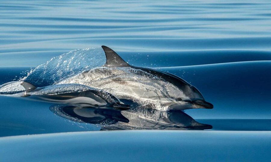 Funchal: Dolphin and Whale Watching Cruise - Key things to know before you book