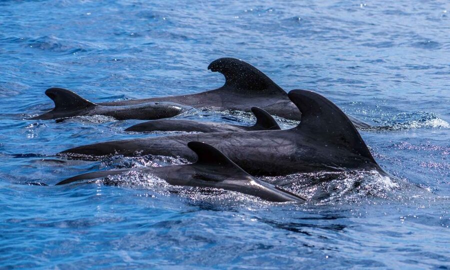 Funchal: Dolphin and Whale Watching Cruise - Who should book this cruise
