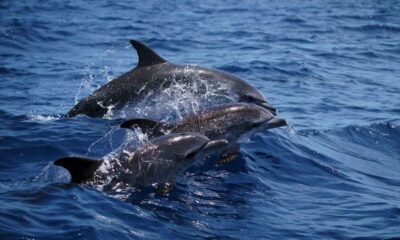 Funchal: Dolphin and Whale Watching Cruise - From Magic Dolphin to the water: timing and first impressions