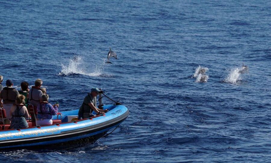 Funchal: Dolphin and Whale Watching Cruise - What you can expect to see off Madeira