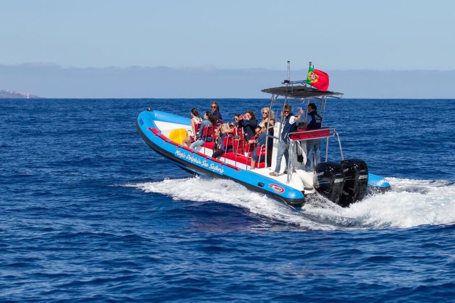 Funchal: Dolphin and Whale Watching Cruise - Close viewing and the respectful approach