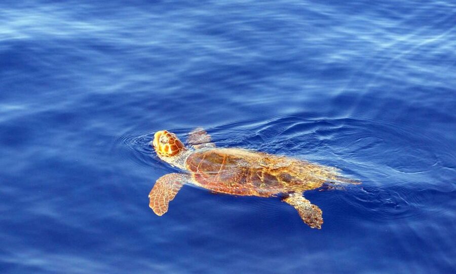 Funchal: Dolphin and Whale Watching Cruise - The speedboat experience: comfort, spray, and motion reality