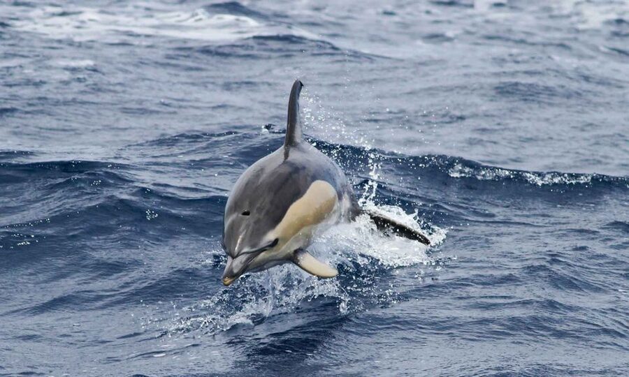 Funchal: Dolphin and Whale Watching Cruise - Itinerary rhythm: what each phase feels like