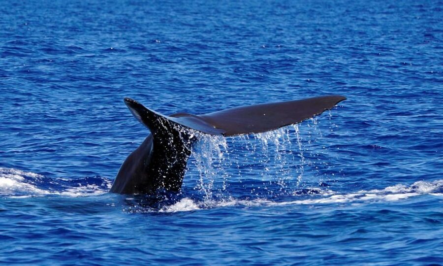 Funchal: Dolphin and Whale Watching Cruise - Price and value: is $58 worth it?
