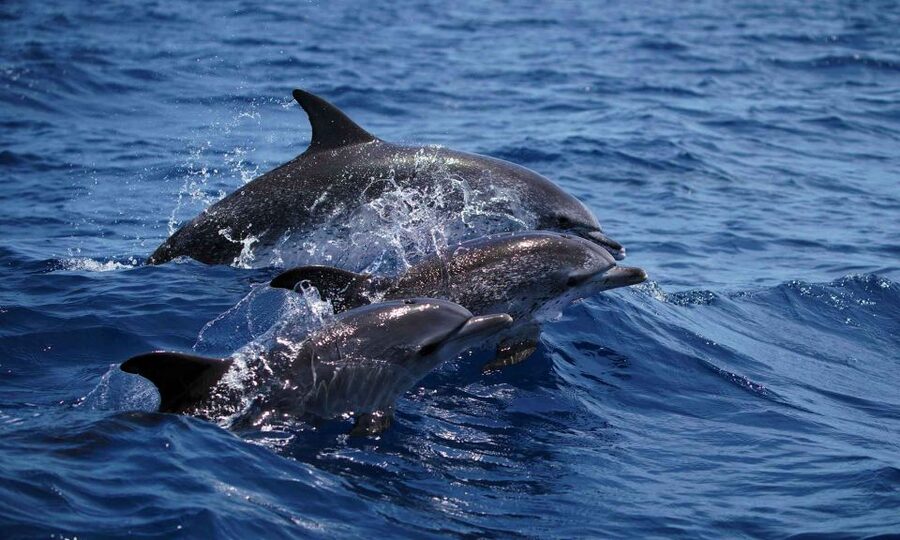 Funchal: Dolphin and Whale Watching Cruise - From Magic Dolphin to the water: timing and first impressions