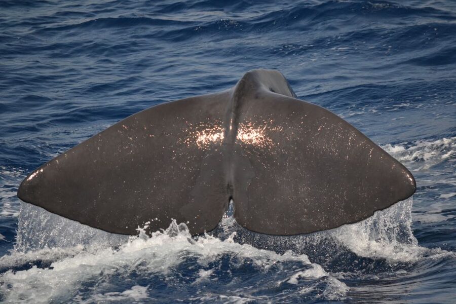 Genoa: Pelagos Sanctuary Whale Watching Cruise - Genoa’s Whale Cruise: Why Pelagos Feels Different