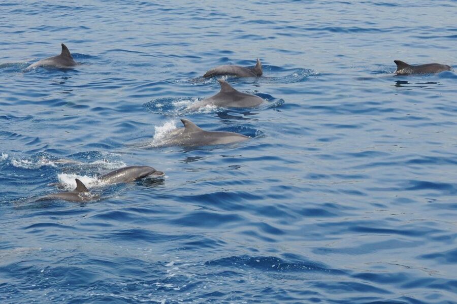 Genoa: Pelagos Sanctuary Whale Watching Cruise - How the 13:00 Departure Really Shapes Your Day