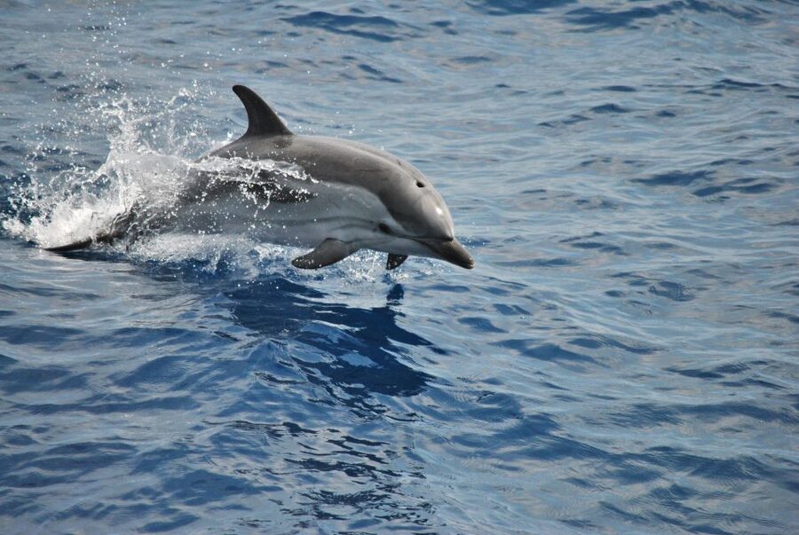 Genoa: Pelagos Sanctuary Whale Watching Cruise - What You’ll See: Sperm Whales, Dolphins, and Other Ocean Life