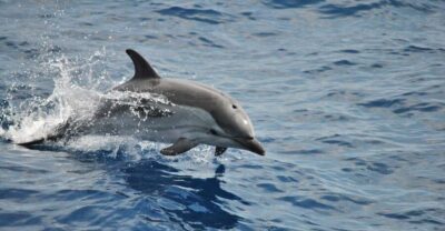 Genoa: Pelagos Sanctuary Whale Watching Cruise - The Pelagos Research Pattern: 1000–1500m and Patient Scanning