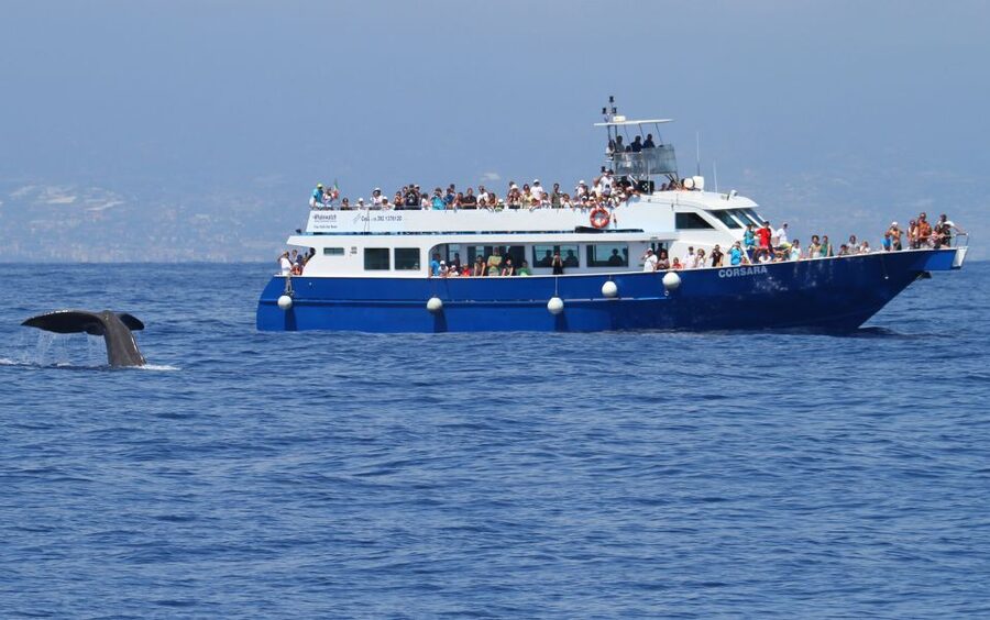 Genoa: Pelagos Sanctuary Whale Watching Cruise - Seasons, Weather, and the Real Odds