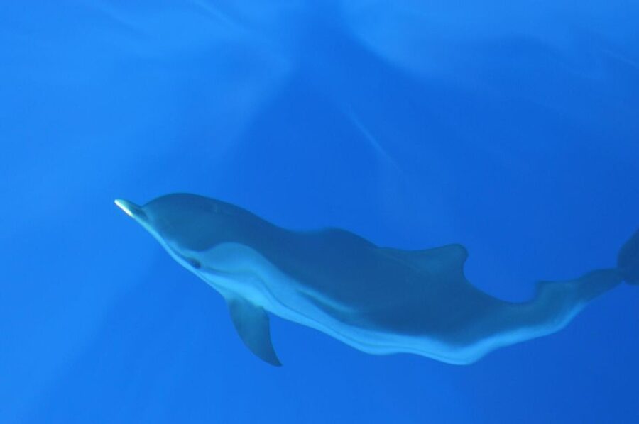 Genoa: Pelagos Sanctuary Whale Watching Cruise - Group Size, Boat Feel, and Comfort on a 4-Hour Cruise