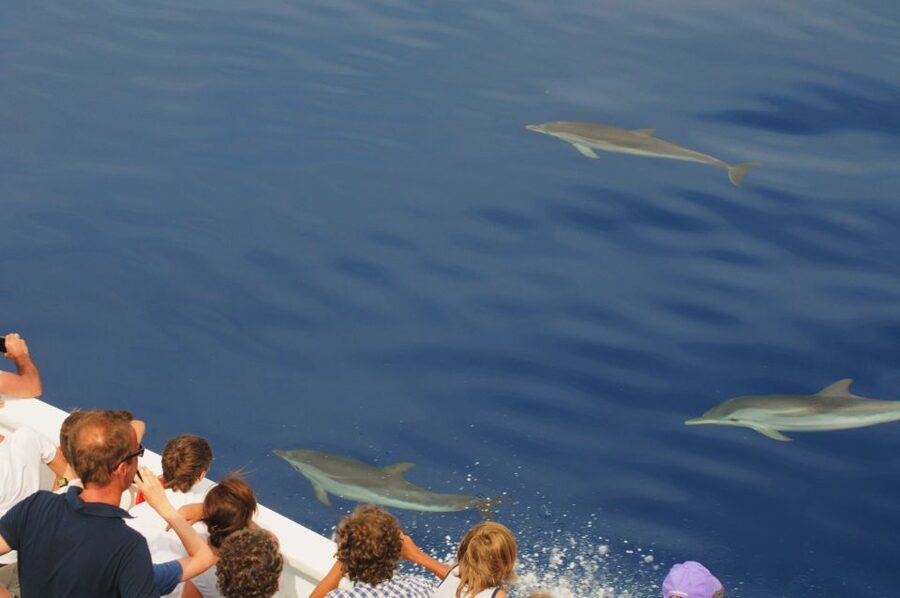 Genoa: Pelagos Sanctuary Whale Watching Cruise - Value for Money: What $51 Buys You (and What It Doesn’t)