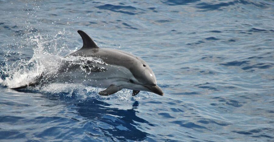 Genoa: Pelagos Sanctuary Whale Watching Cruise - The Pelagos Research Pattern: 1000–1500m and Patient Scanning