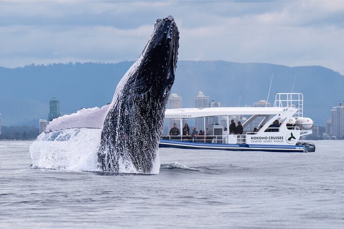 Gold Coast Whale Watching Cruise - Key things that matter most