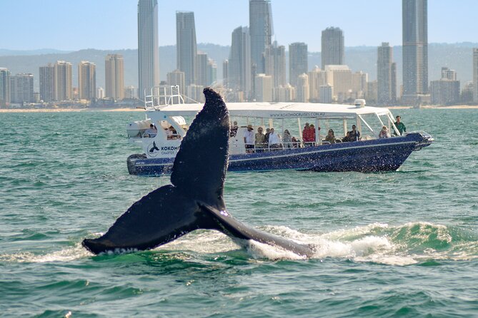 Gold Coast Whale Watching Cruise - Price and value: is $63.12 worth it?