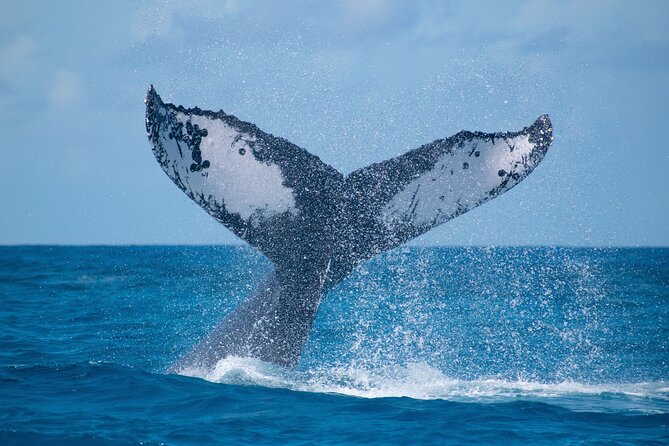 Grand Turk: Whale Watching - Key Things You’ll Notice on This Grand Turk Whale Trip