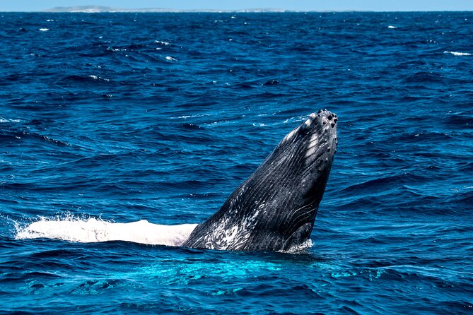 Grand Turk: Whale Watching - Atlantic Humpback Whale Season on Grand Turk: When You’re Most Likely to See Them