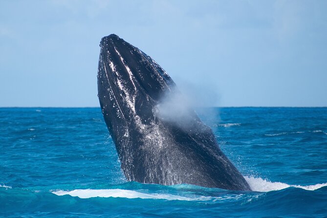 Grand Turk: Whale Watching - Food, Drinks, and Comfort on the Water: Simple Extras That Matter